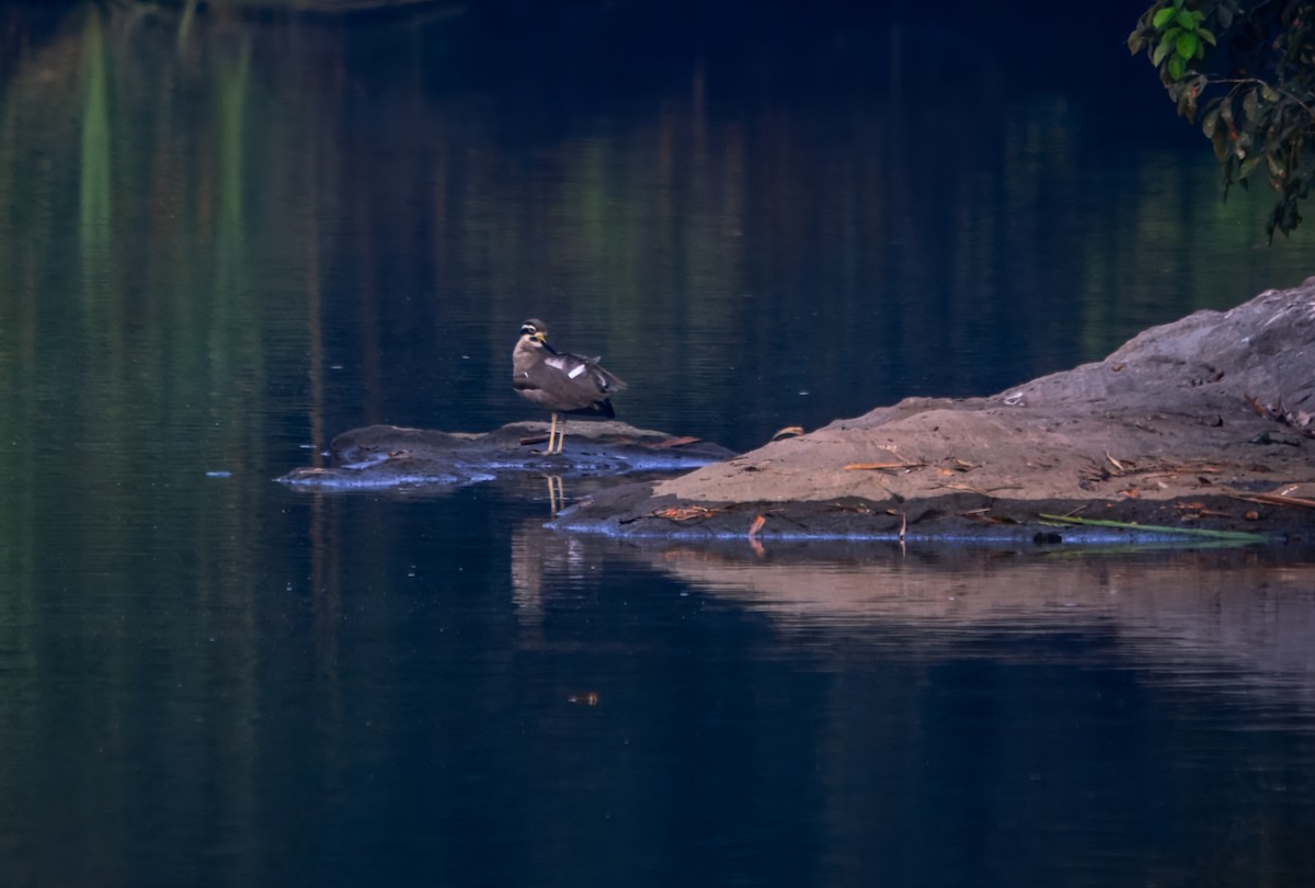 Grand Oedicnème - ML645980119