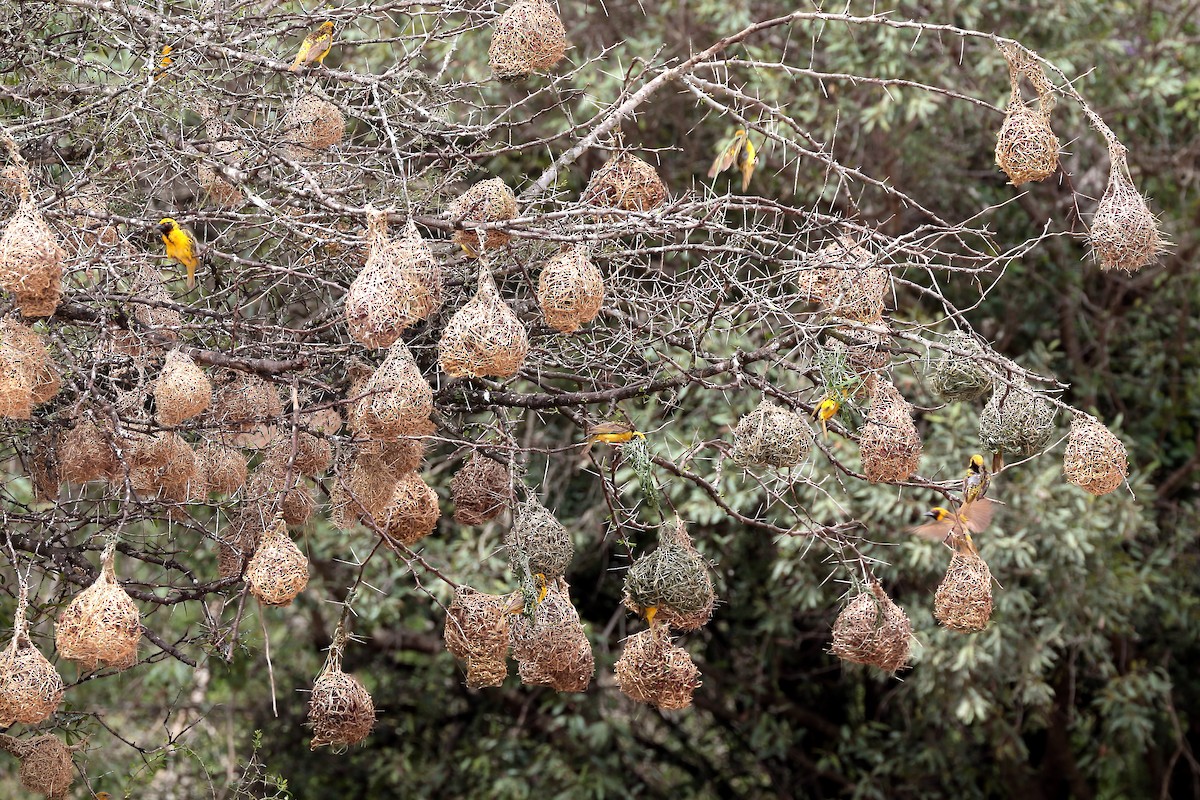 Tejedor Africano - ML645980120