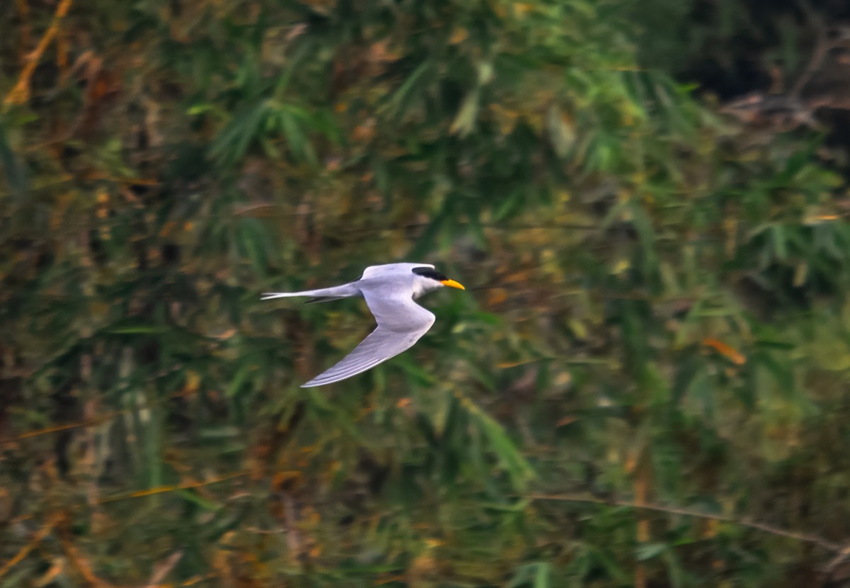 Charrán Indio - ML645980121