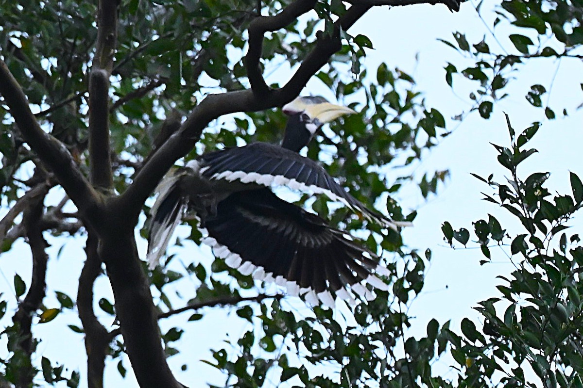 Cálao Coronado - ML645980126
