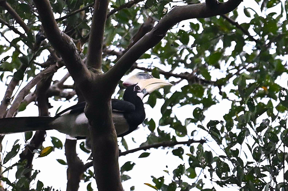 Cálao Coronado - ML645980127