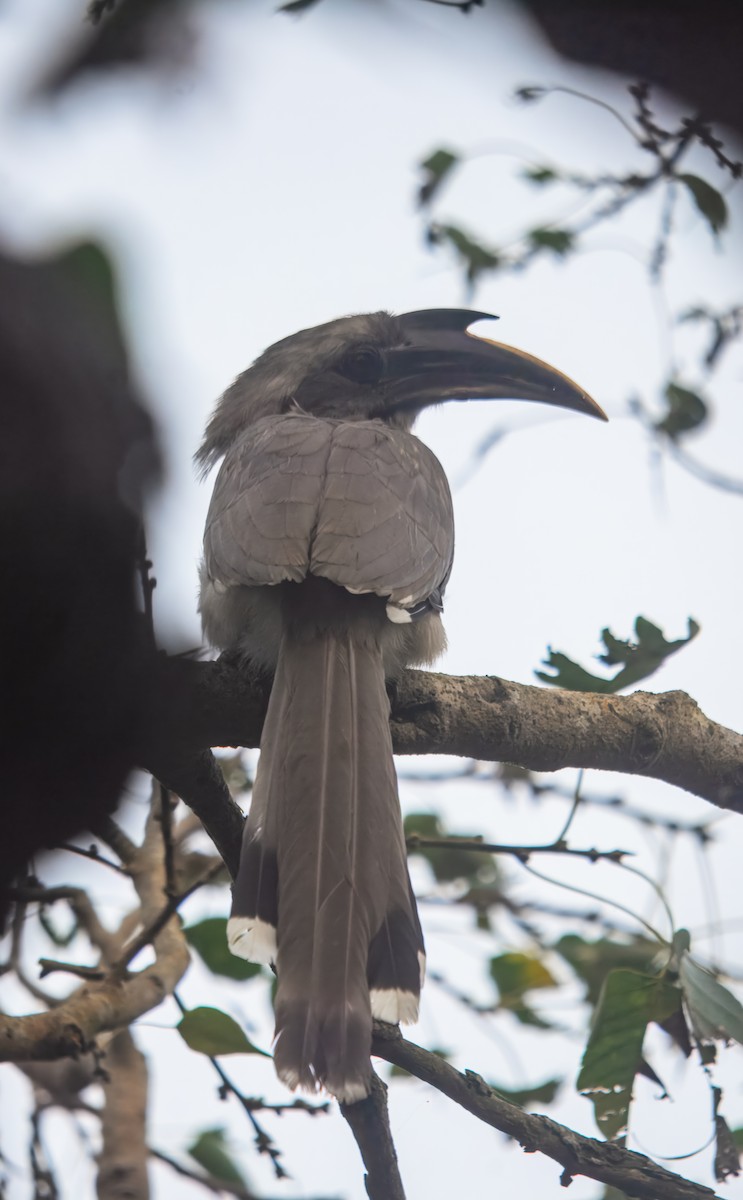 Cálao Gris Indio - ML645980128