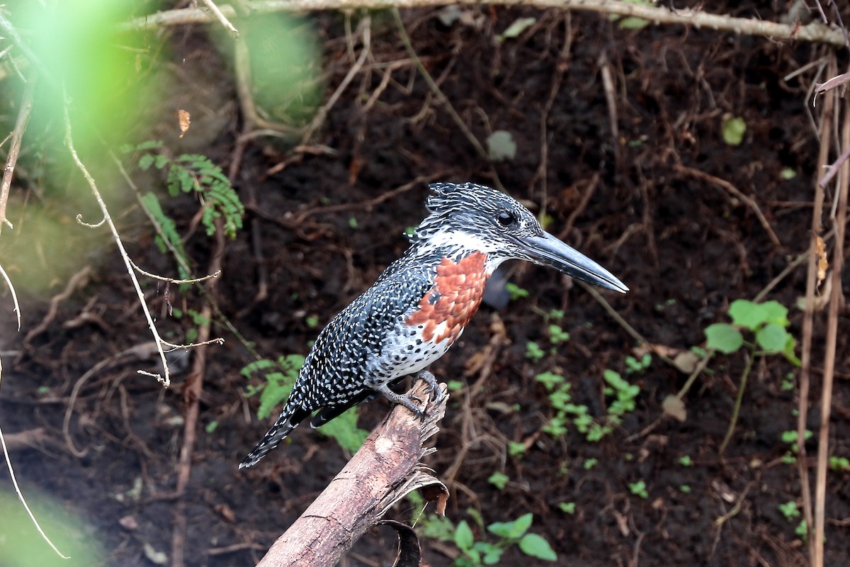 Martín Gigante Africano - ML645980129