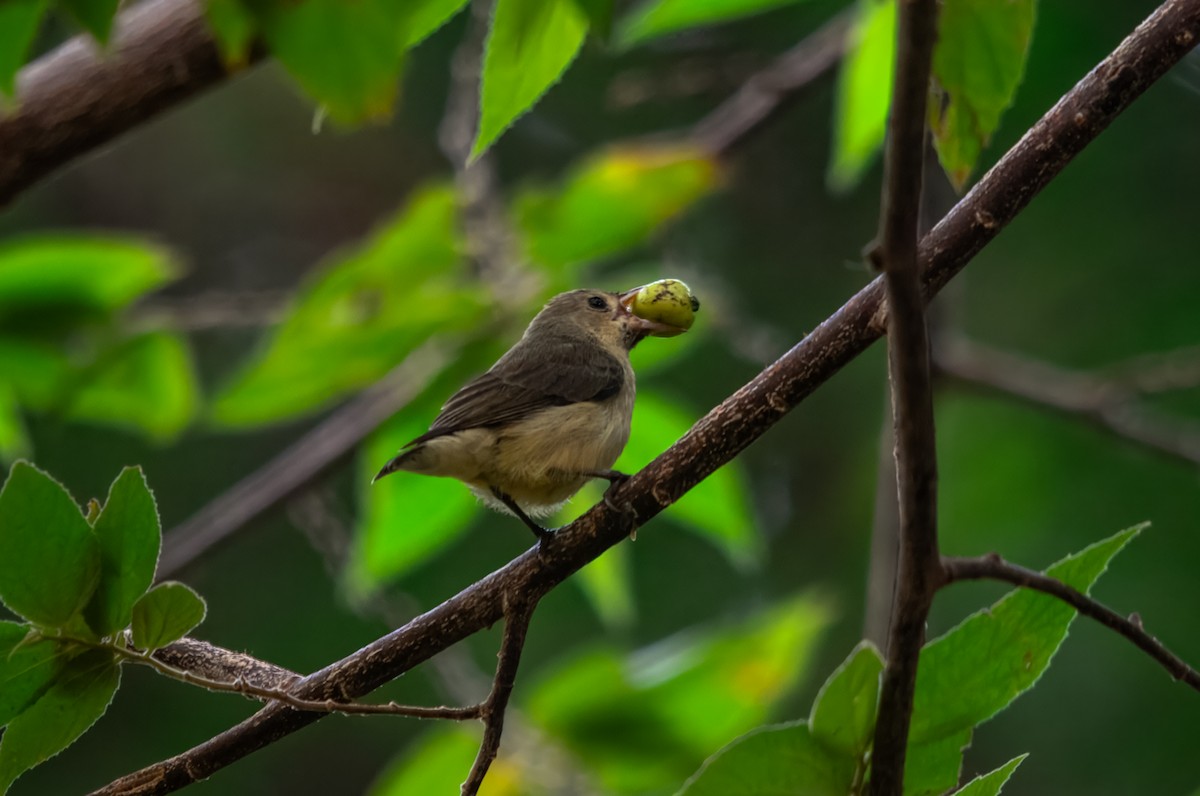 Picaflores Piquirrojo - ML645980130