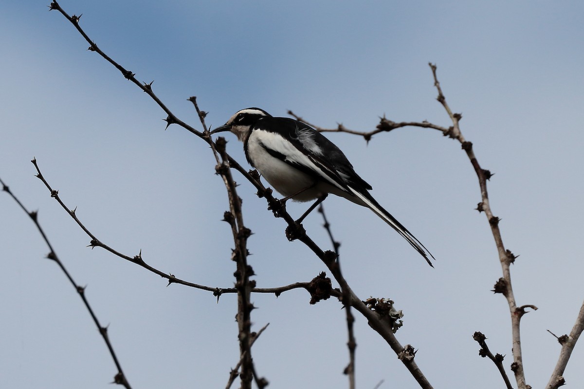 Lavandera Africana - ML645980132