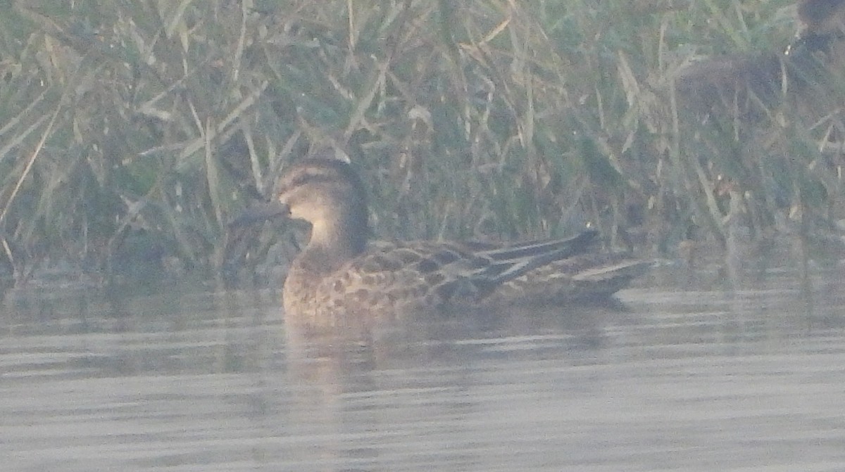 Cerceta Carretona - ML645980133