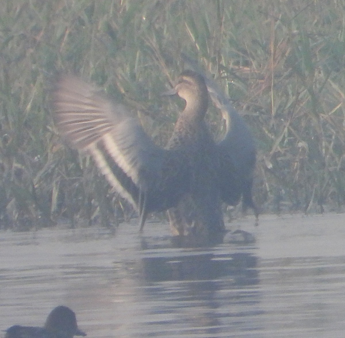 Cerceta Carretona - ML645980134