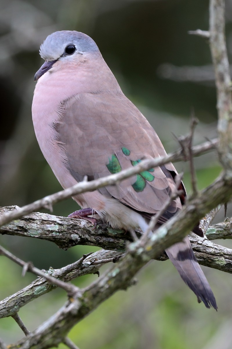 Palomita Aliverde - ML645980135