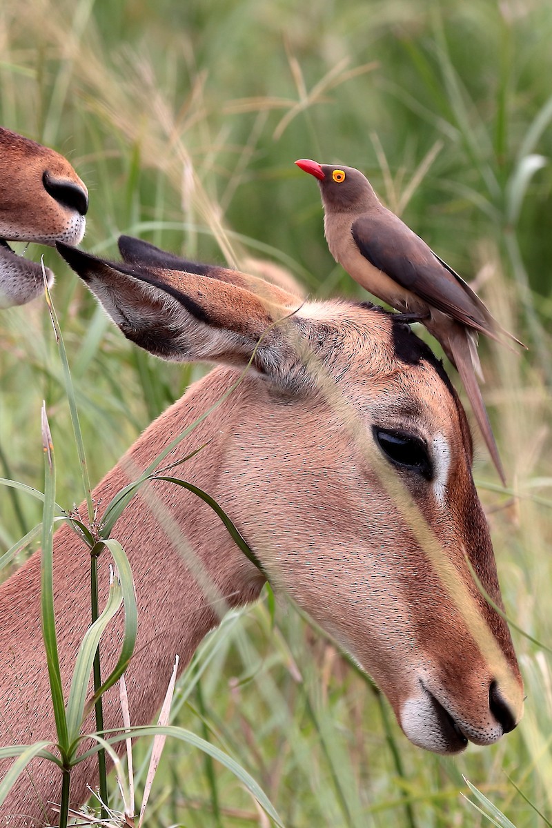 Picabueyes Piquirrojo - ML645980136