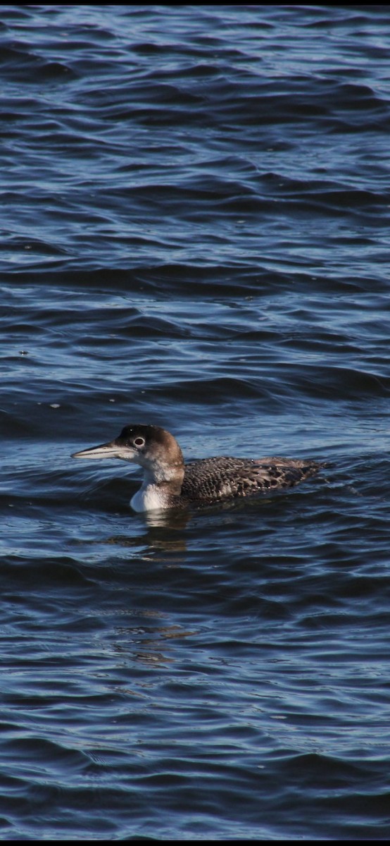 Colimbo Grande - ML645980138