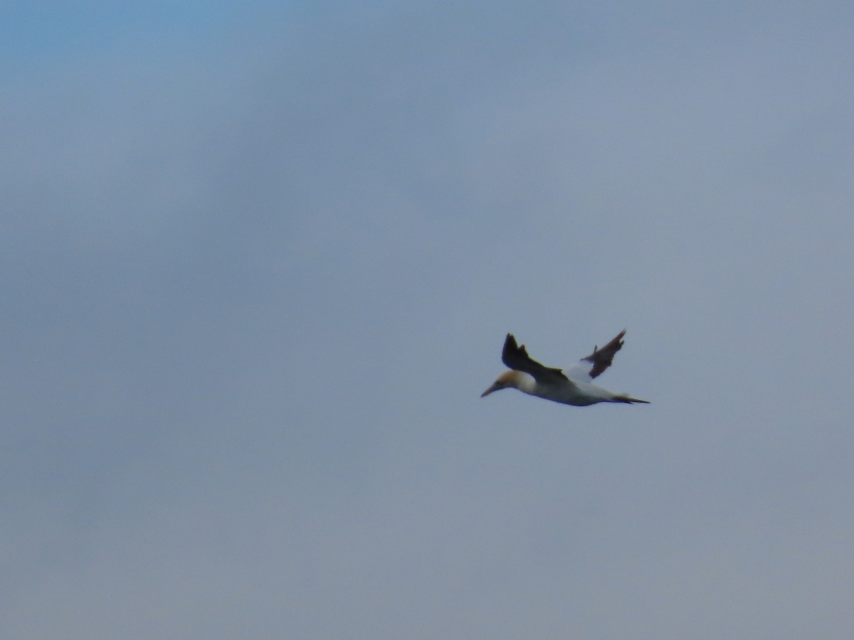 Alcatraz Australiano - ML645980139