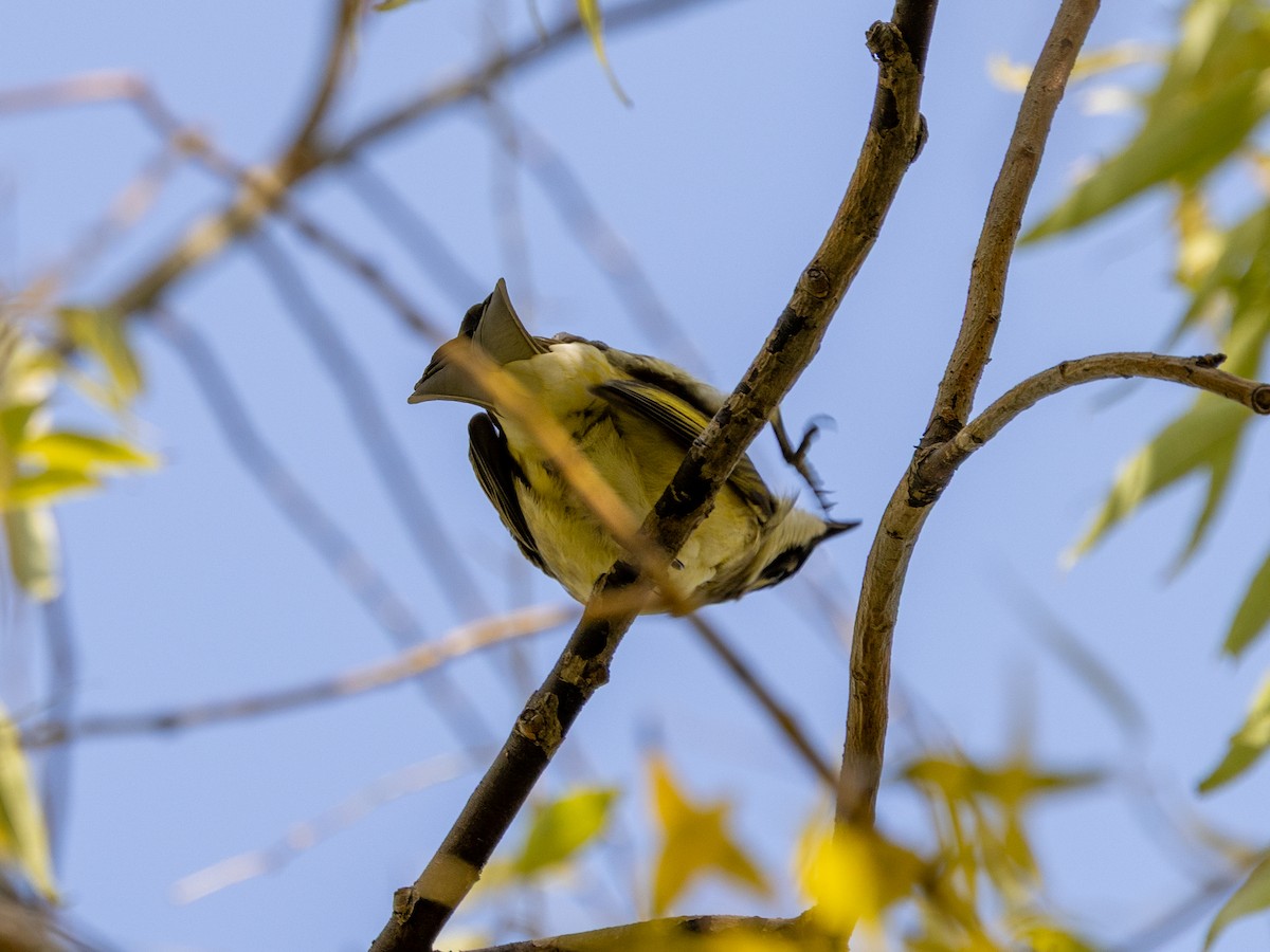 Bulbul Chino - ML645980142