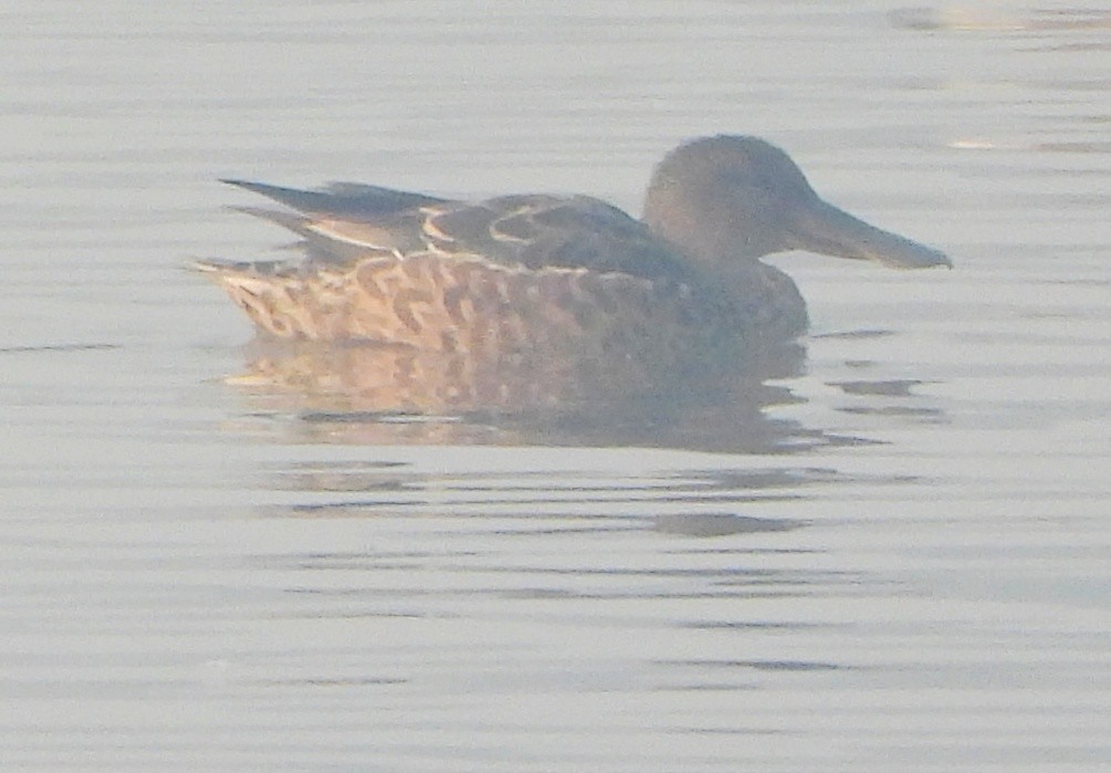 Cuchara Común - ML645980143