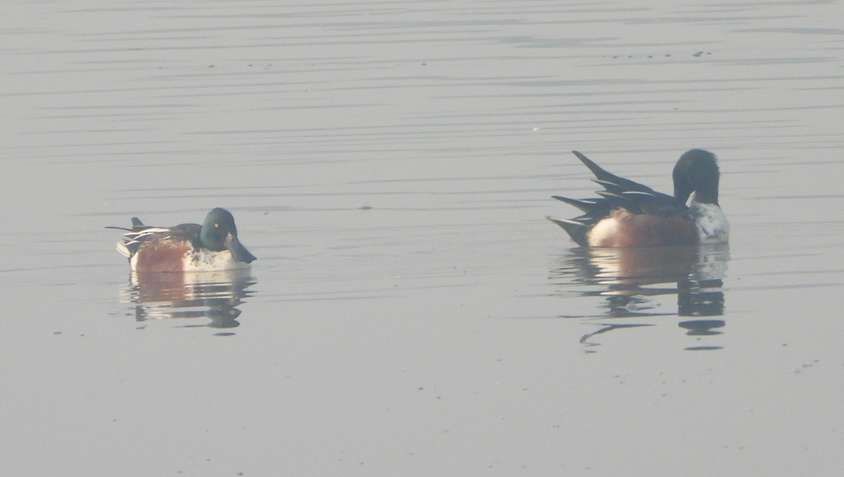 Cuchara Común - ML645980145