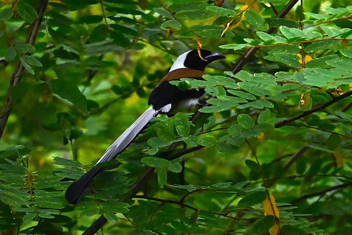 White-bellied Treepie - ML645980149