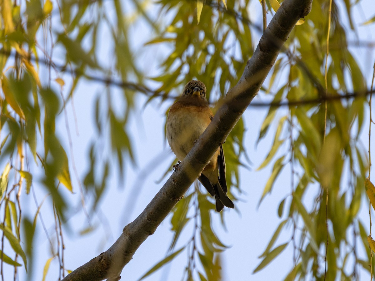 pěnkava jikavec - ML645980150