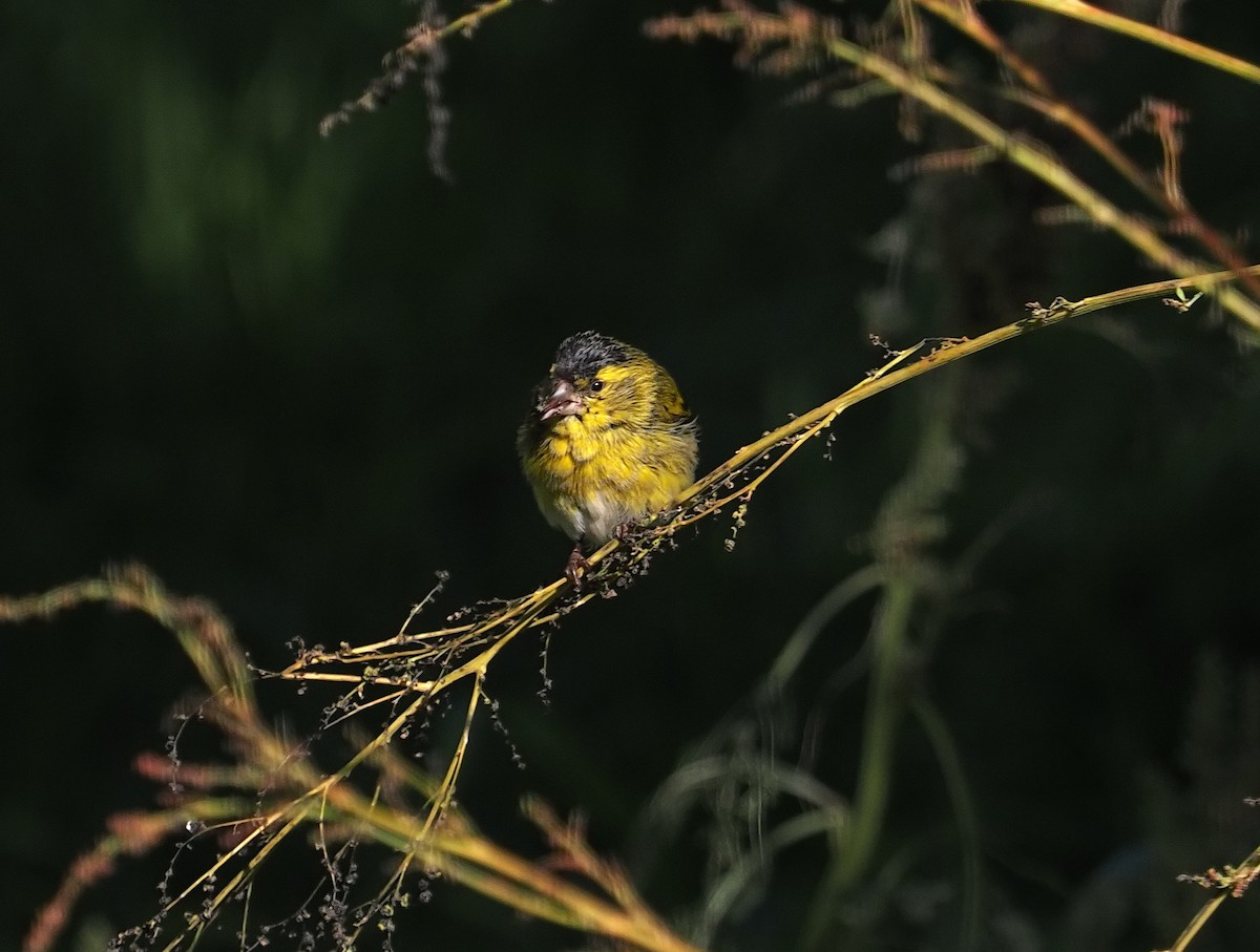 Eurasian Siskin - ML645980154