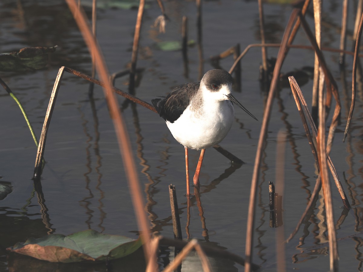 Black-winged Stilt - ML645980155
