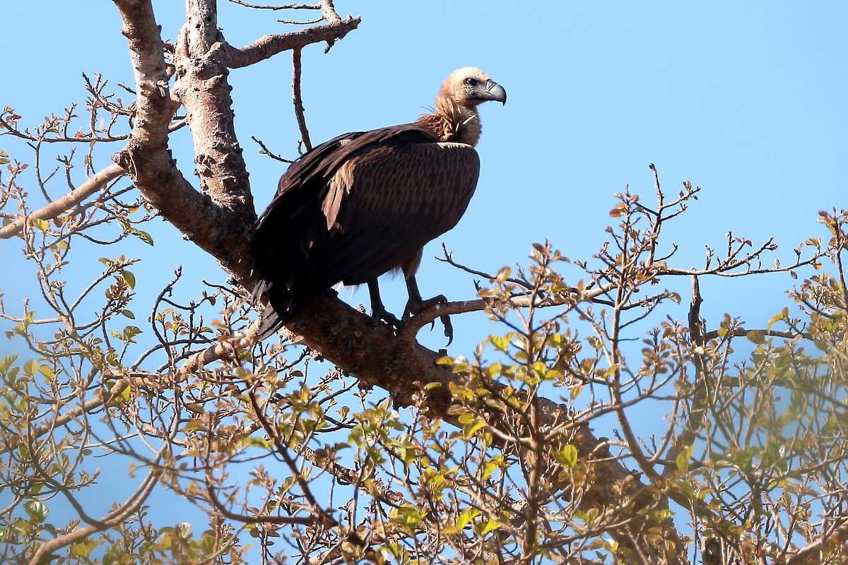 Ak Sırtlı Akbaba - ML645980156