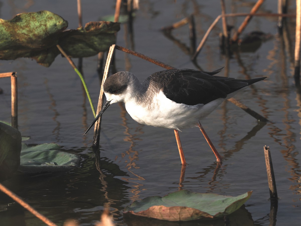 Black-winged Stilt - ML645980157