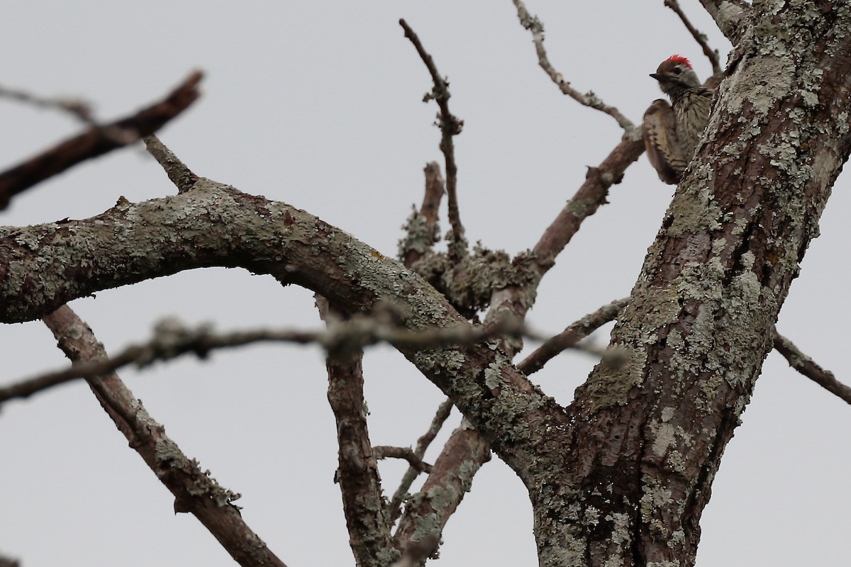 Pito Cardenal - ML645980158