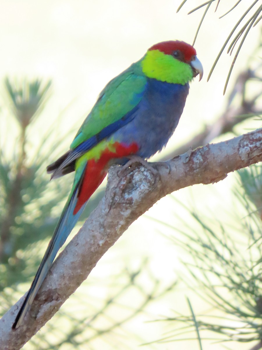 Red-capped Parrot - ML645980181