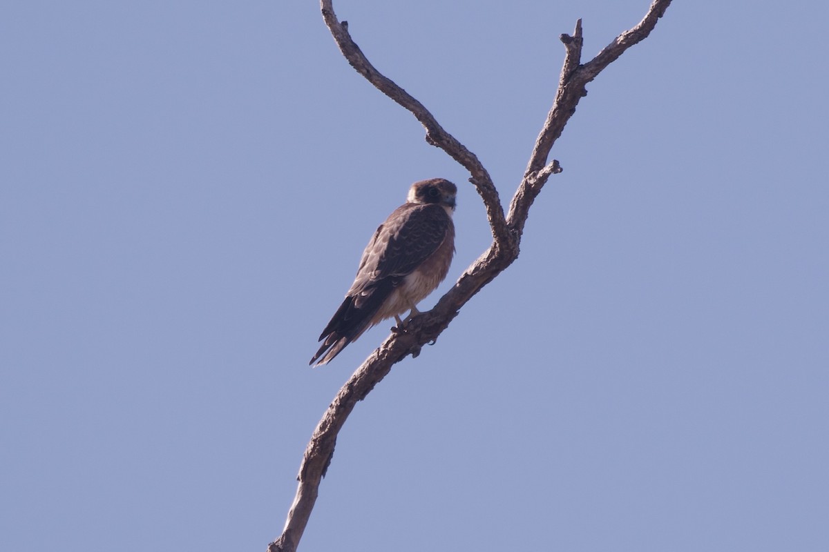 Australian Hobby - ML645980185