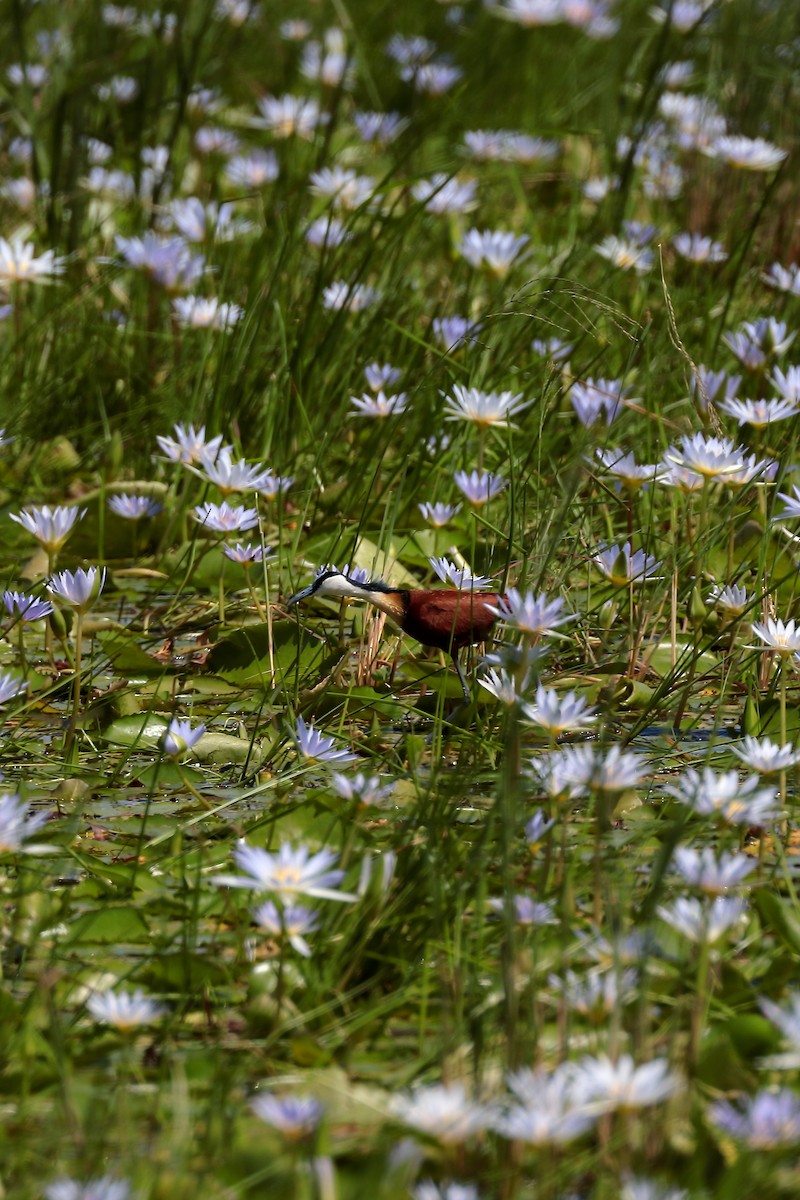 African Jacana - ML645980189
