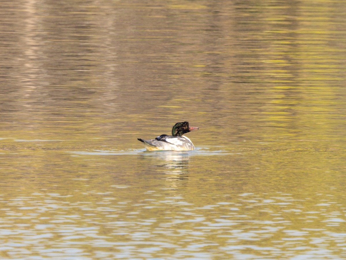Common Merganser - ML645980190