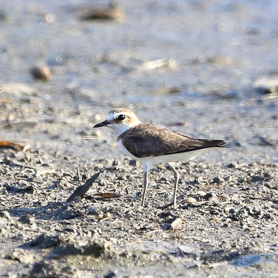 Javan Plover - ML645980195