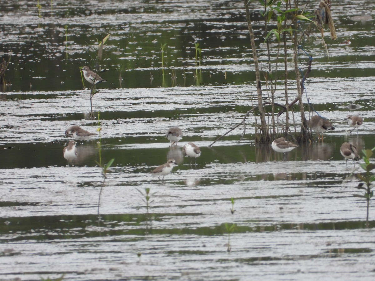 Tibetan Sand-Plover - ML645980196