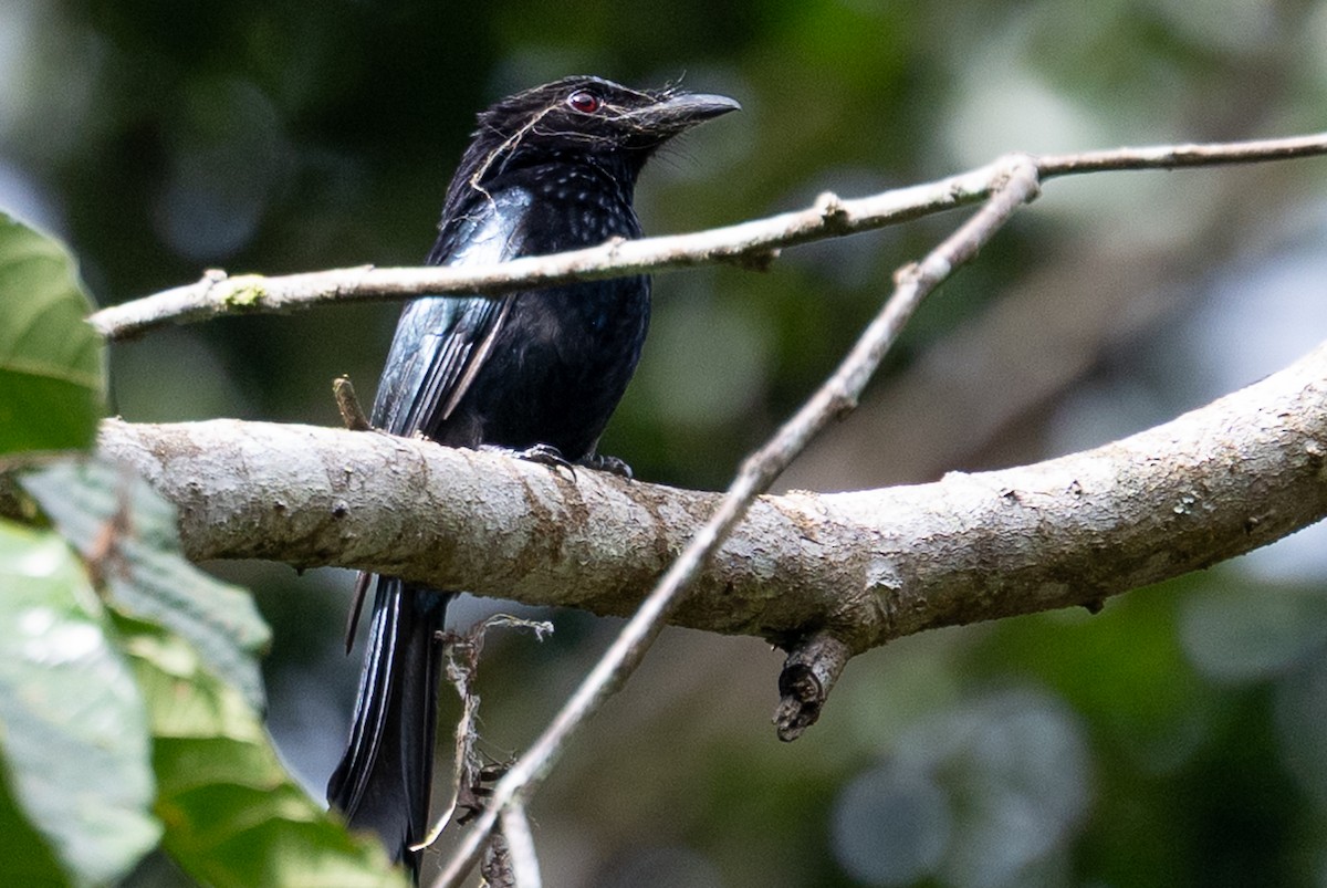 Sulawesi Drongo - ML645980197