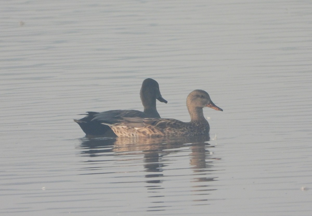 Gadwall - ML645980199