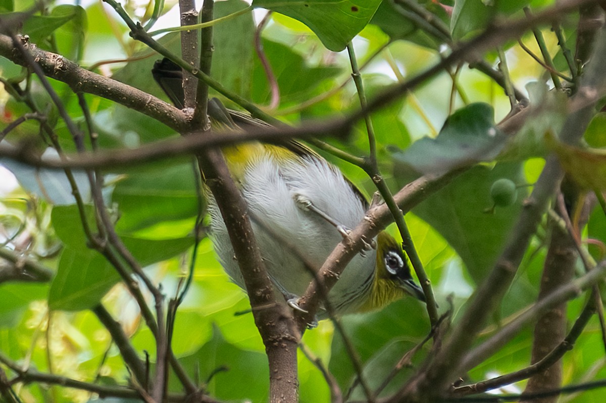 Black-crowned White-eye - ML645980200
