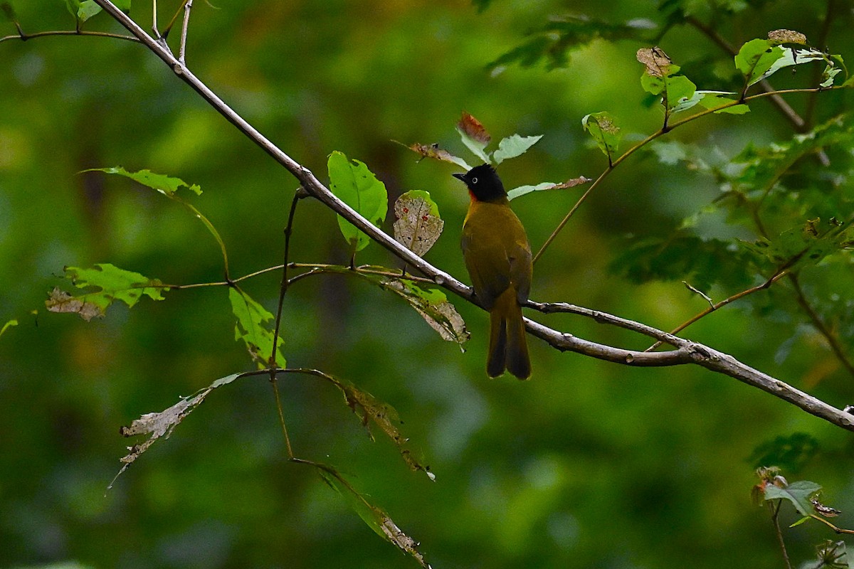 Flame-throated Bulbul - ML645980201