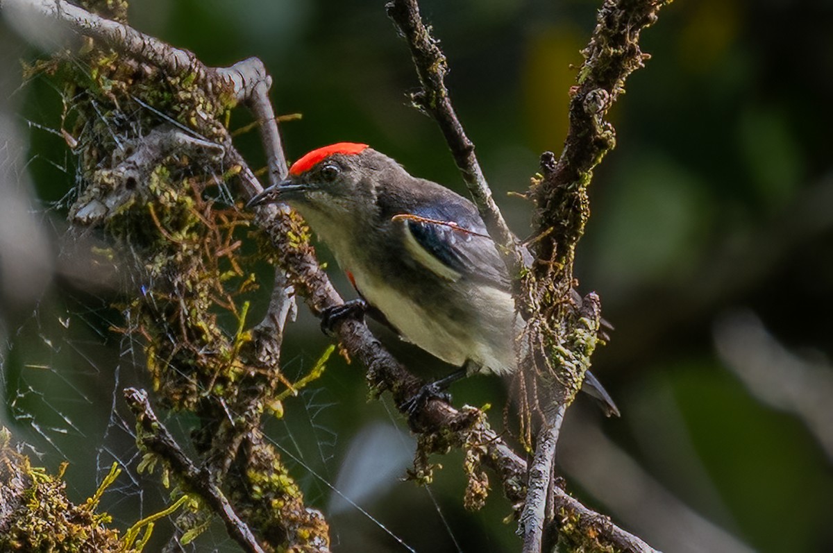 Crimson-crowned Flowerpecker - ML645980202