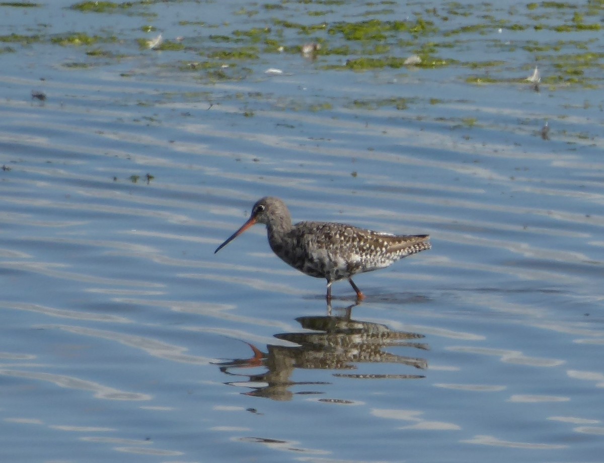 Spotted Redshank - ML645980206