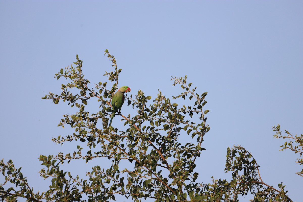 Alexandrine Parakeet - ML645980207