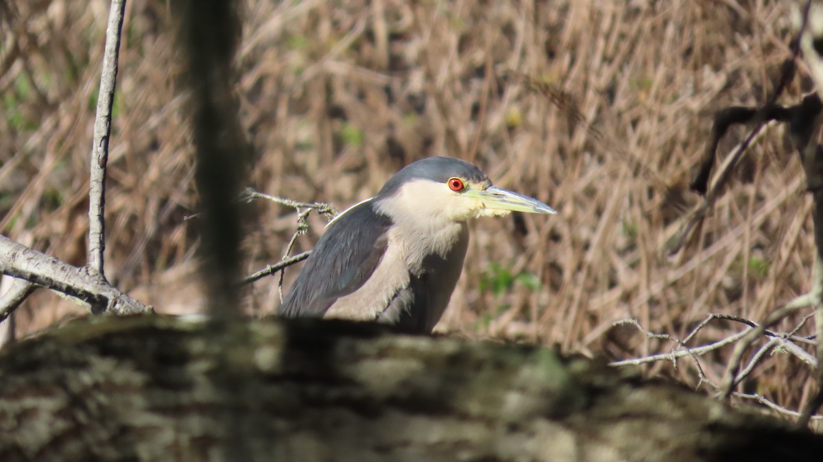 Black-crowned Night Heron - ML645980208