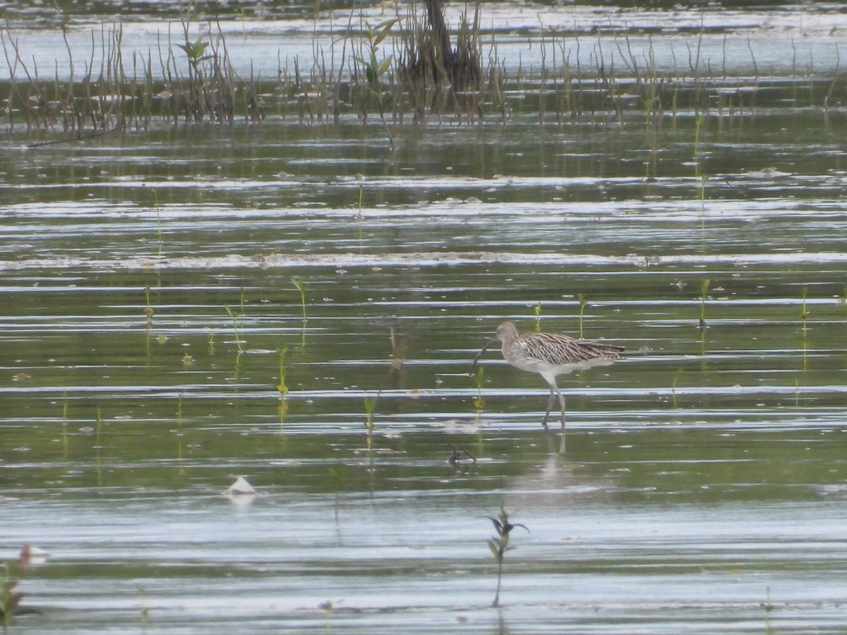 Eurasian Curlew - ML645980209