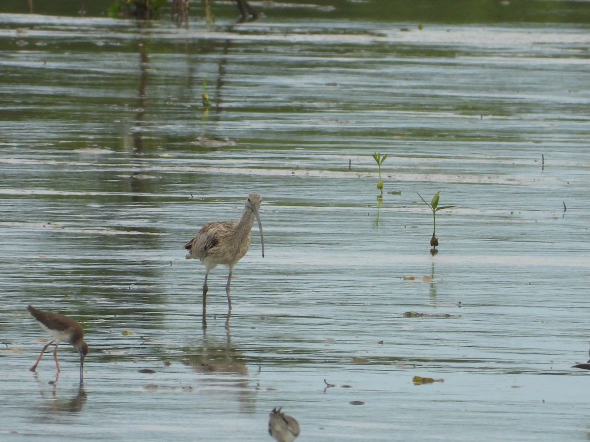 Eurasian Curlew - ML645980210
