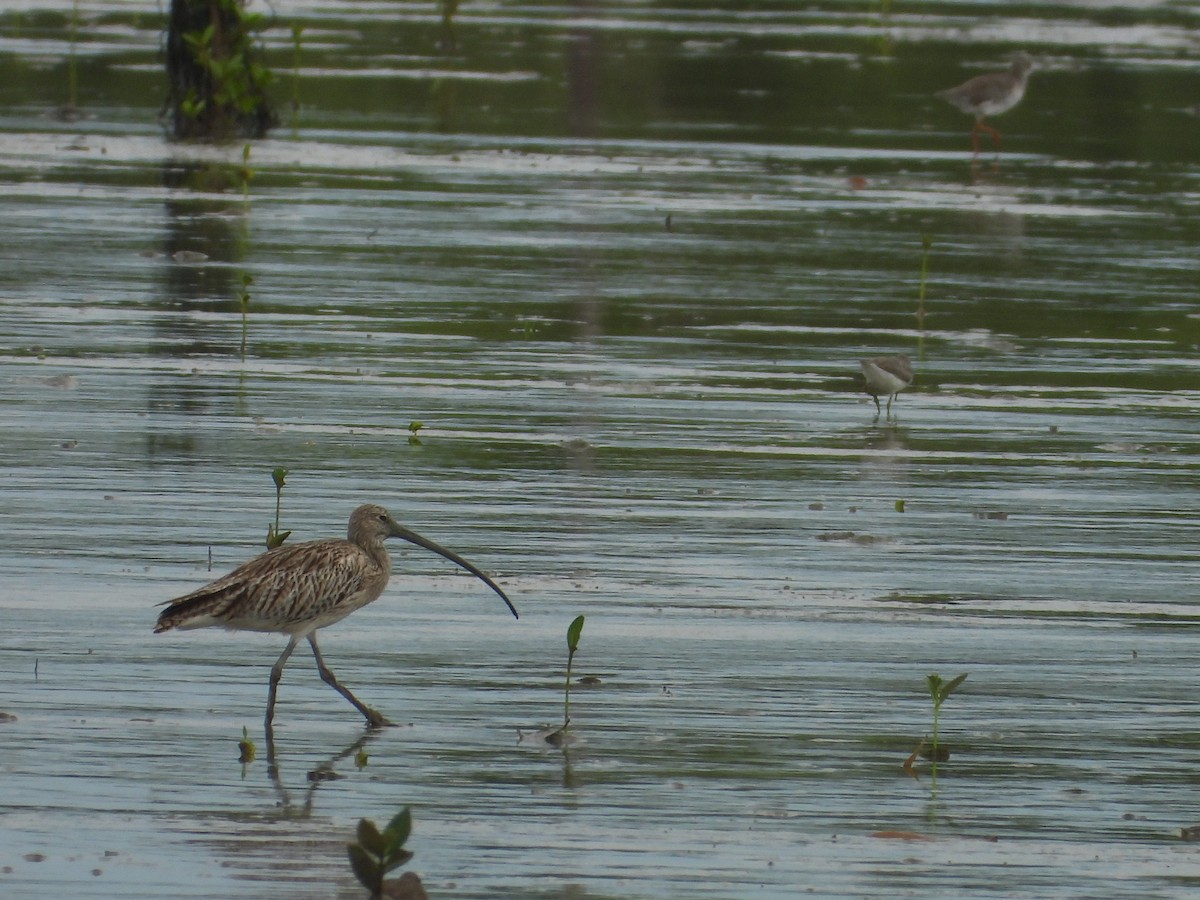 Eurasian Curlew - ML645980211