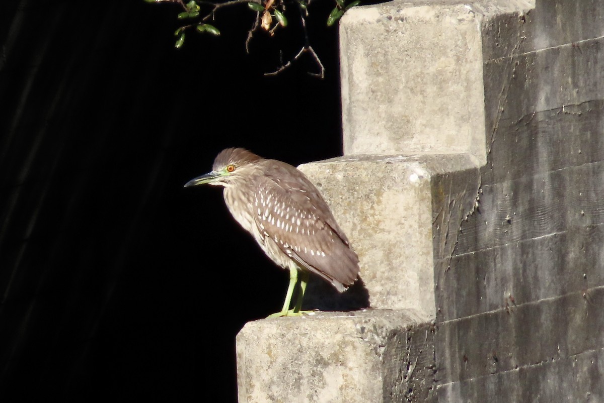 Black-crowned Night Heron - ML645980212