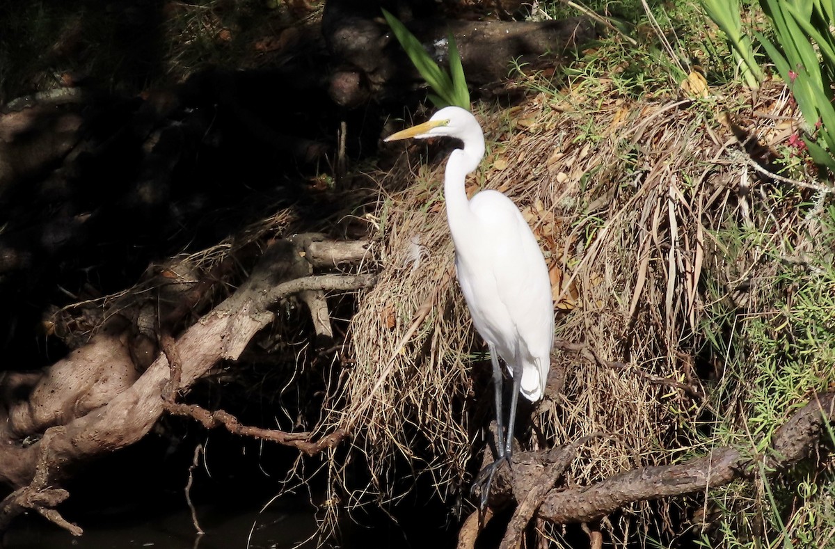 Great Egret - ML645980213