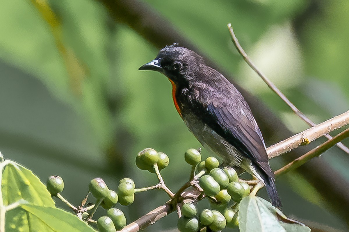 Gray-sided Flowerpecker - ML645980214