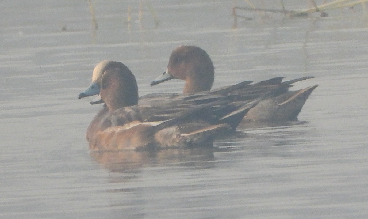 Eurasian Wigeon - ML645980217
