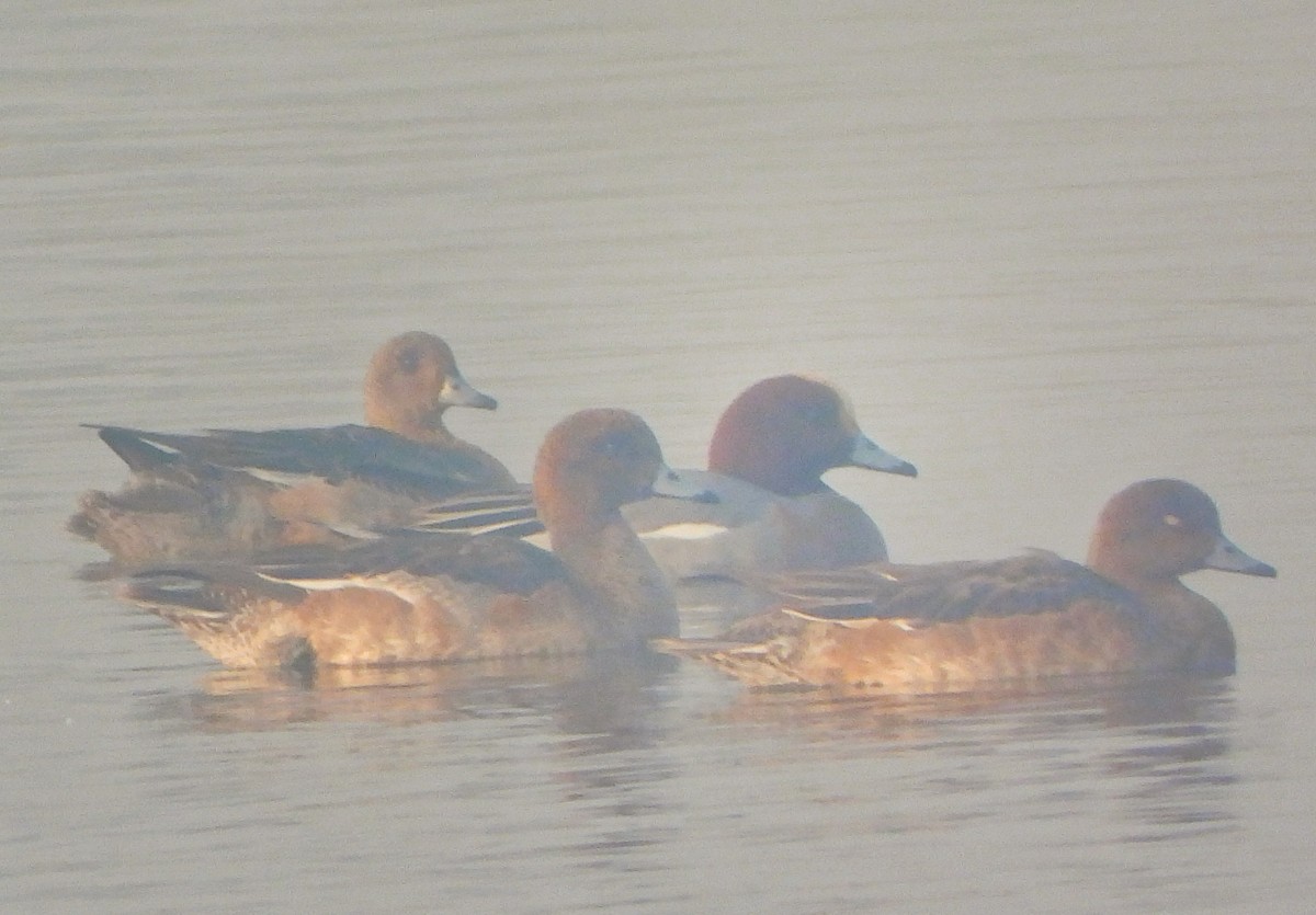 Eurasian Wigeon - ML645980218