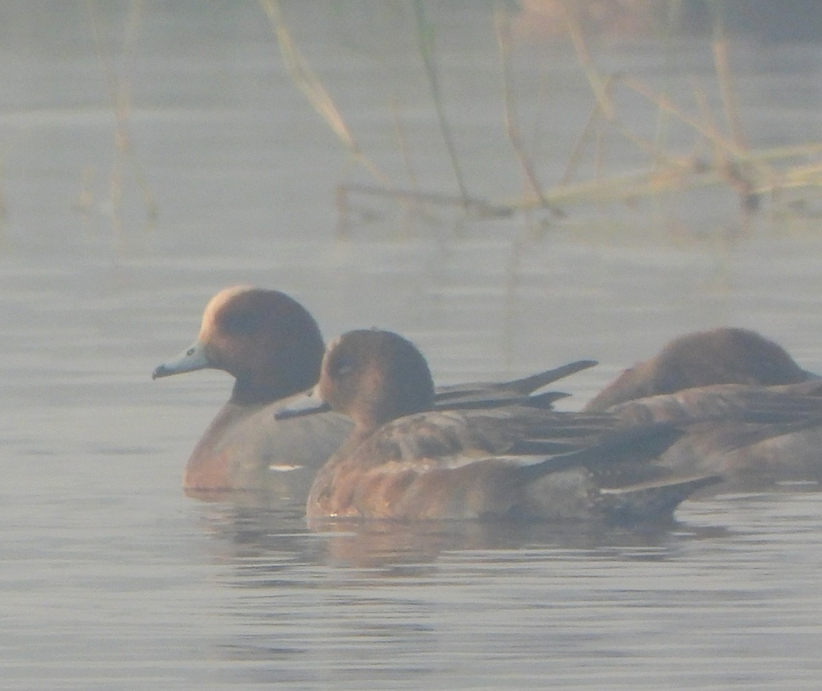 Eurasian Wigeon - ML645980219