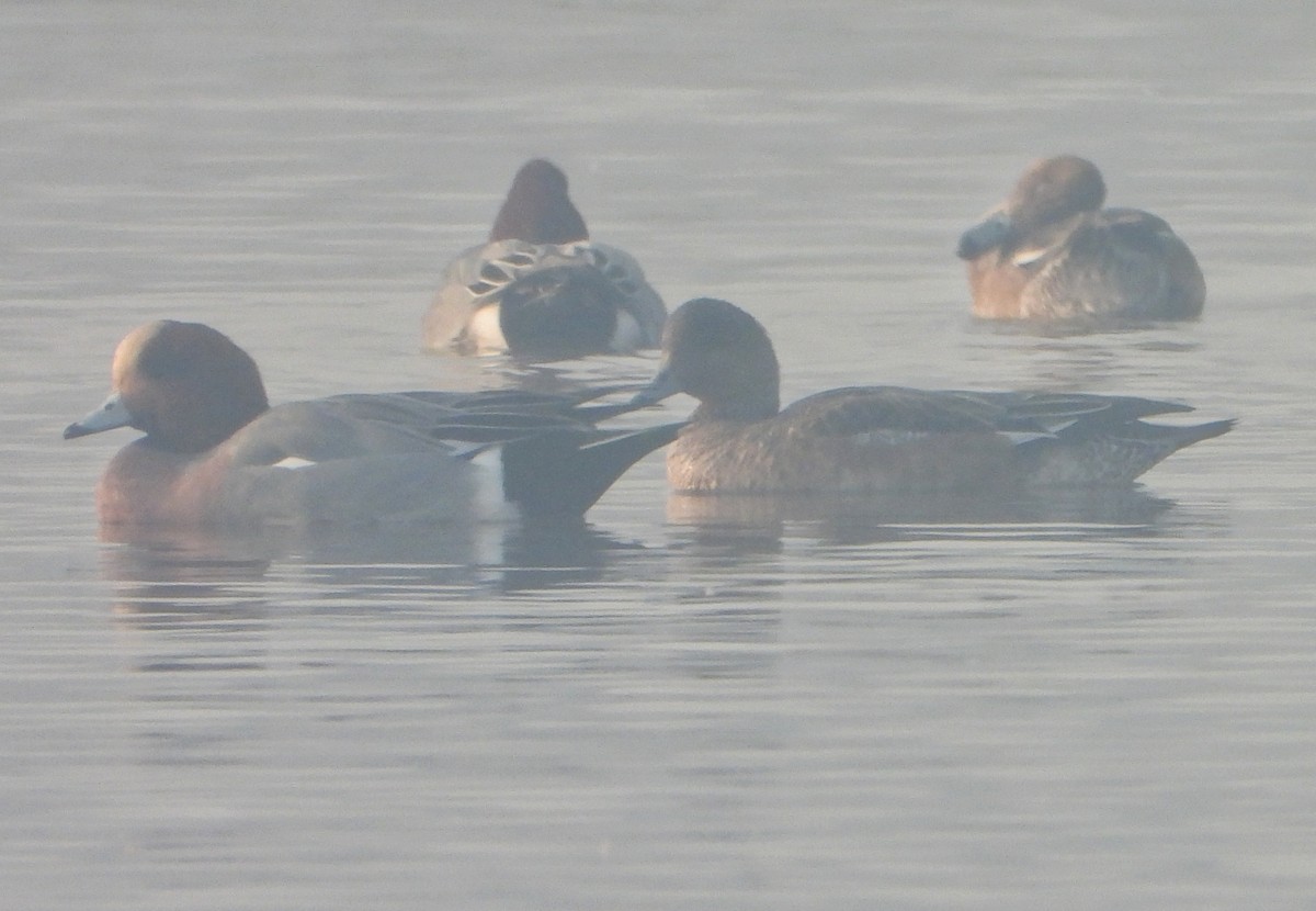 Eurasian Wigeon - ML645980220