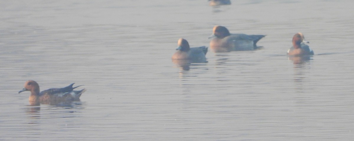 Eurasian Wigeon - ML645980221